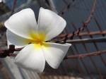 Flower and wire